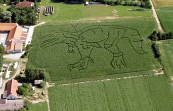 Unser Maislabyrinth 2008 in Form eines T-Rex Dinosauriers