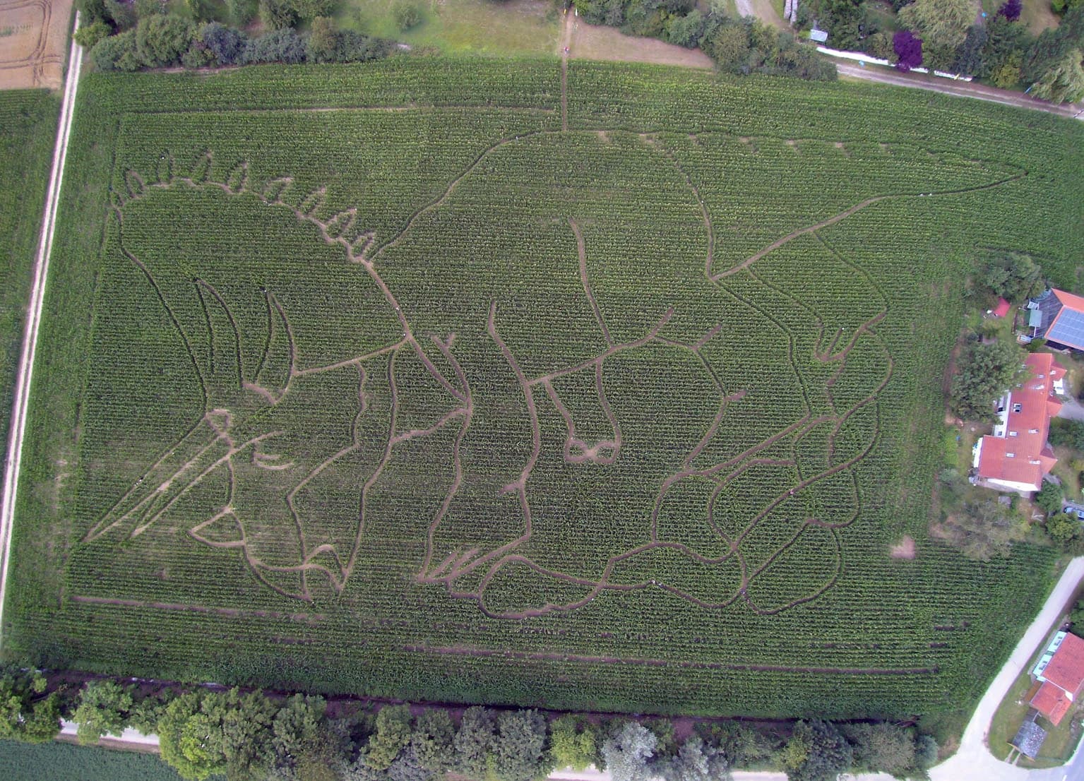 Unser Maislabyrinth 2017 in Form eines Triceratops