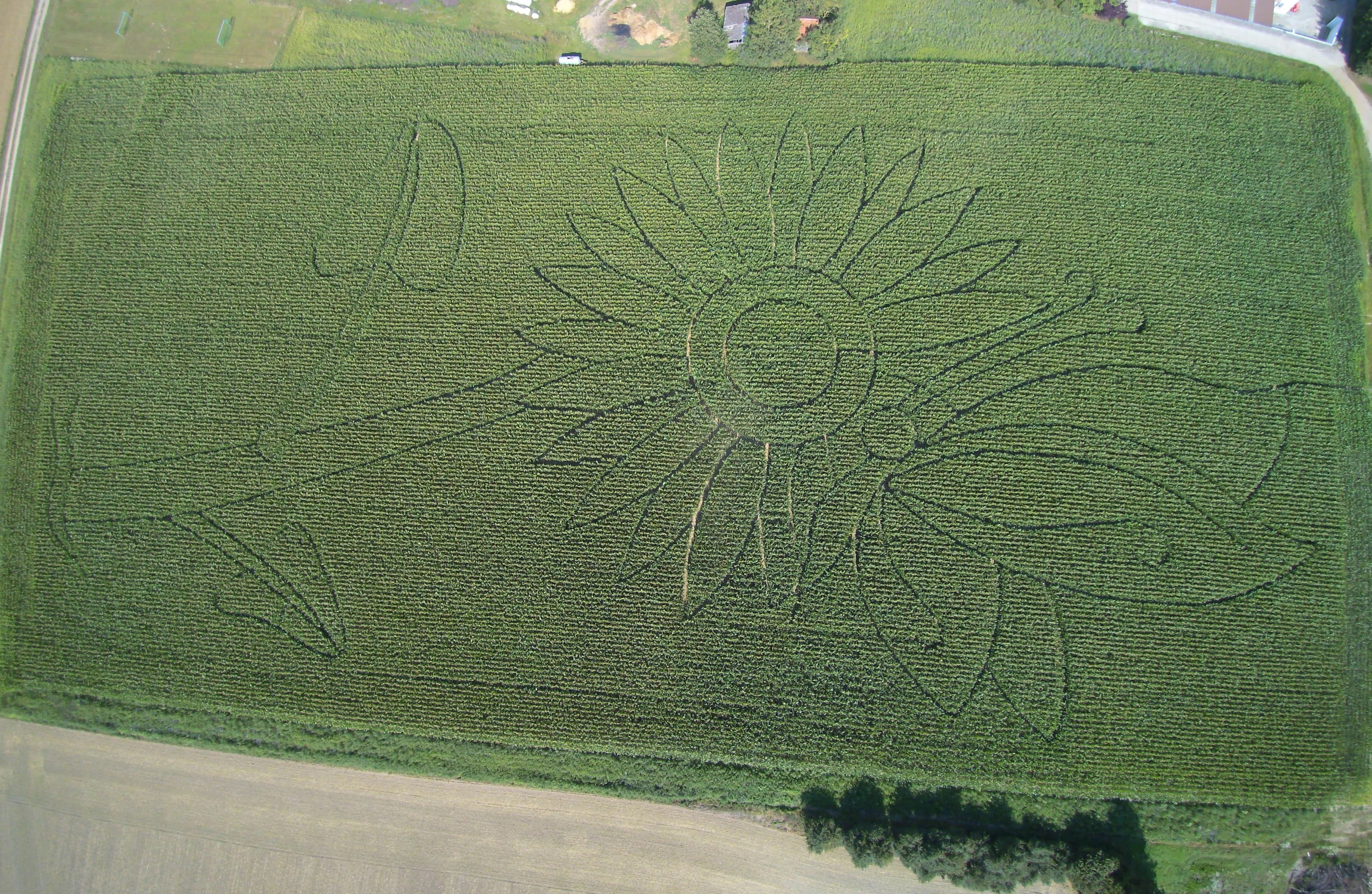 Unser Maislabyrinth 2018 in Form einer Sonnenblume
