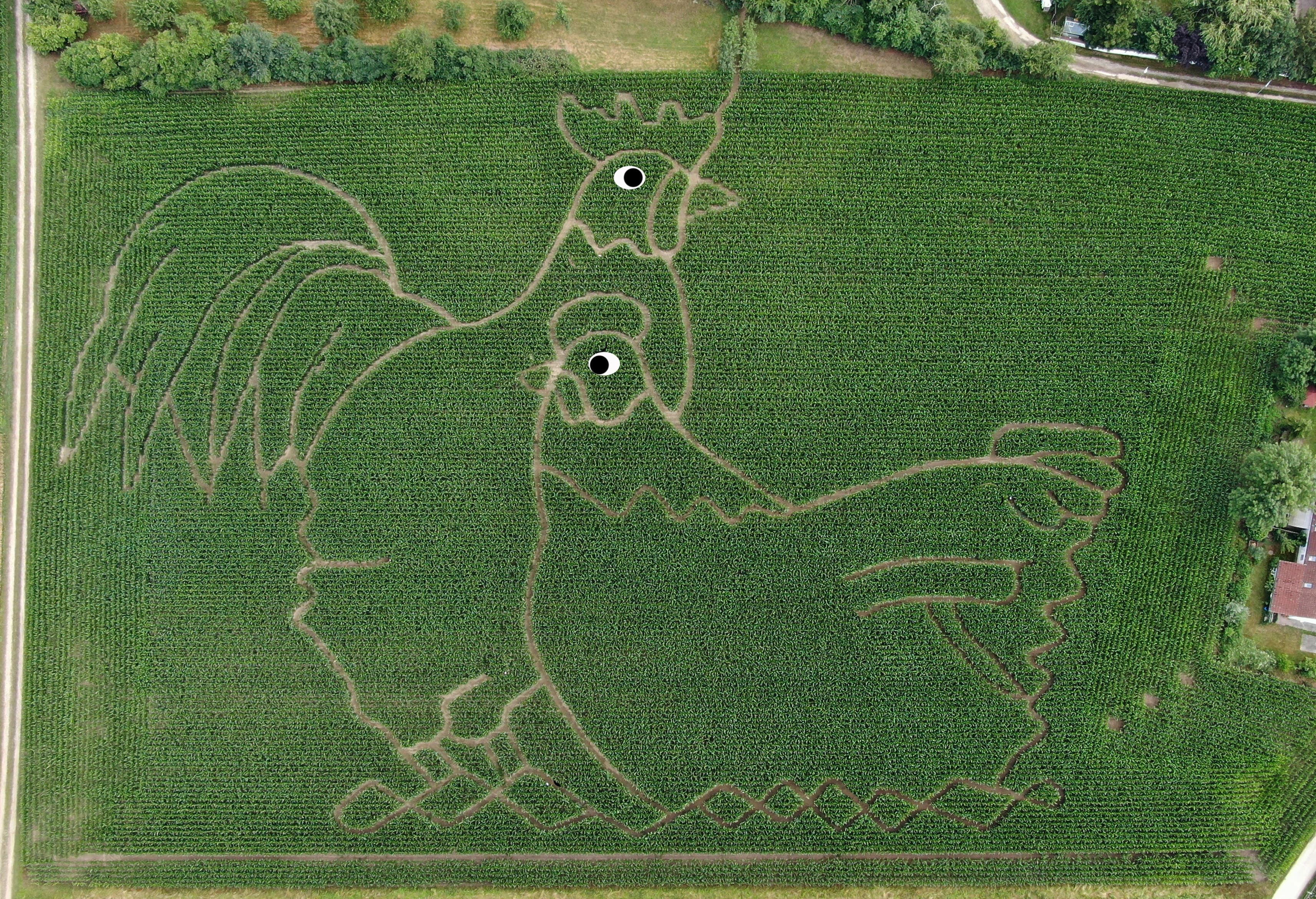 Unser Maislabyrinth 2022 in Form von zwei Hühnern